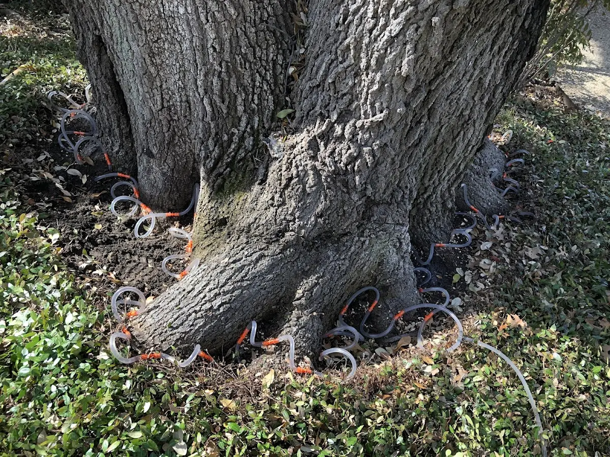 Detailed Tree Cabling and Bracing job site in Goodfield
