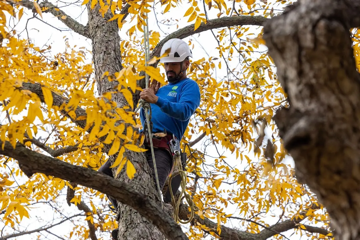 Skilled Tree Trimming crew working in Goodfield
